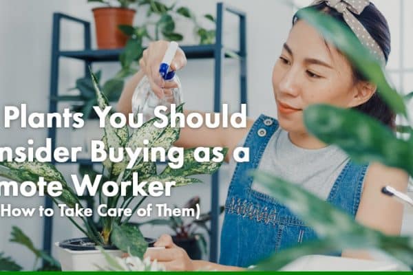 24 Plants You Should Consider Buying as a Remote Worker (And How to Take Care of Them)