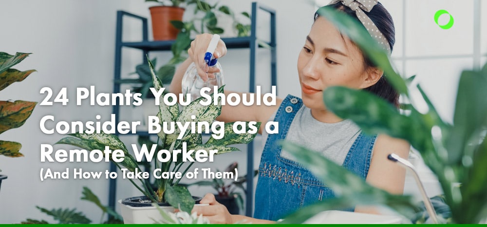 24 Plants You Should Consider Buying as a Remote Worker (And How to Take Care of Them)