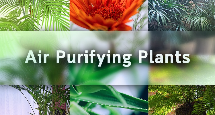 Air Purifying Plants