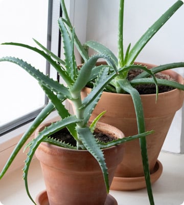 Aloe Vera