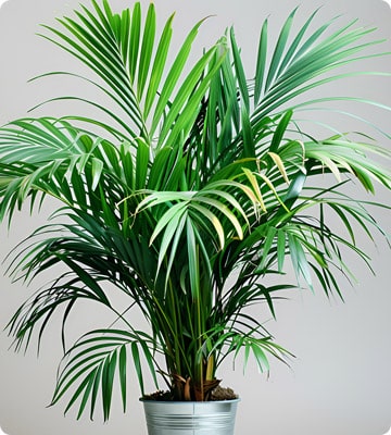Areca Palm