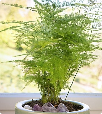 Asparagus Fern