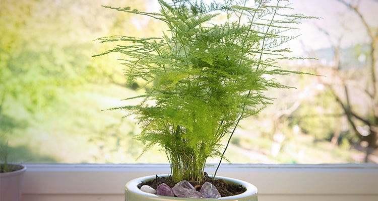 Asparagus Fern