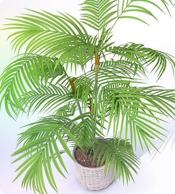 Bamboo Palm