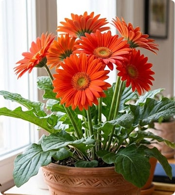 Barberton Daisy