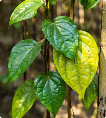 Betel Leaf Plant