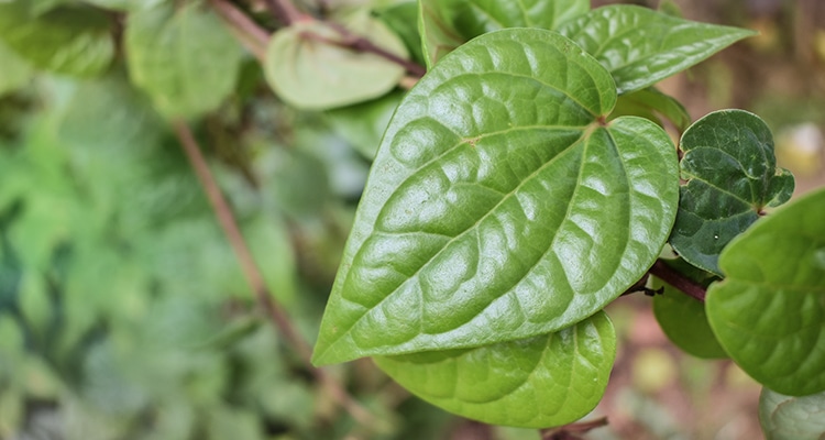 Betel leaf plant