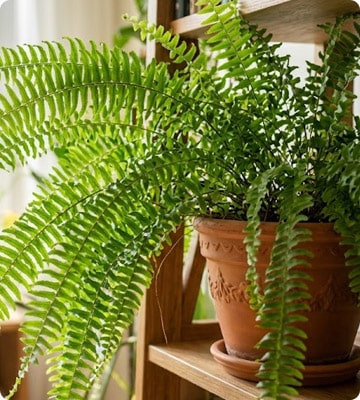 Boston Fern