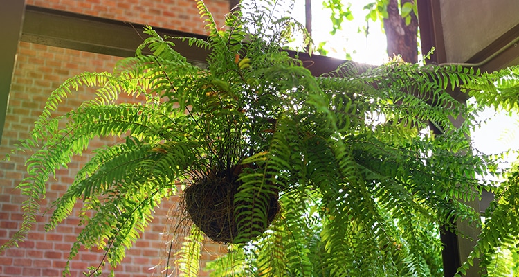 Boston Fern