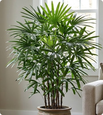 Broad Lady Palm
