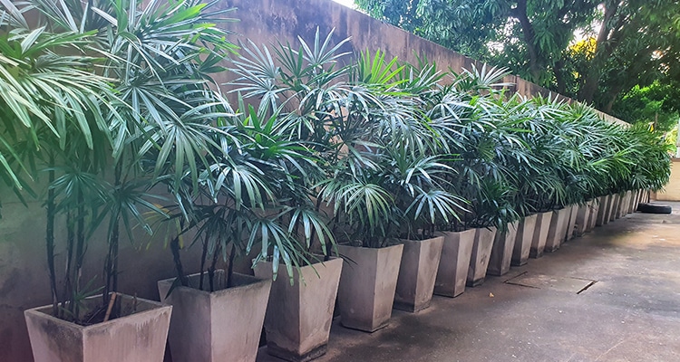 Broadleaf Lady Palm