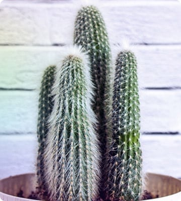 Cactus