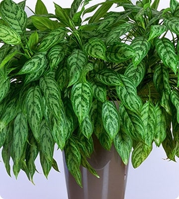 Chinese Evergreen