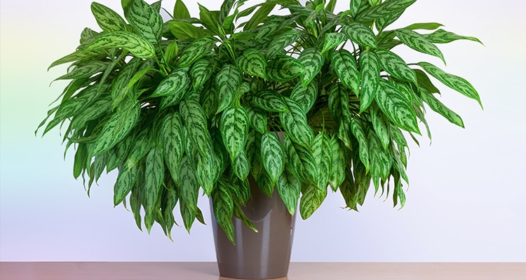 Chinese Evergreen