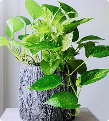 English Ivy