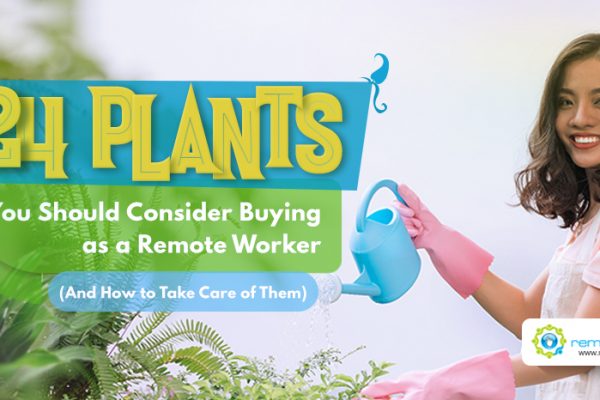 Feature-24 Plants You Should Consider Buying as a Remote Worker And How to Take Care of Them