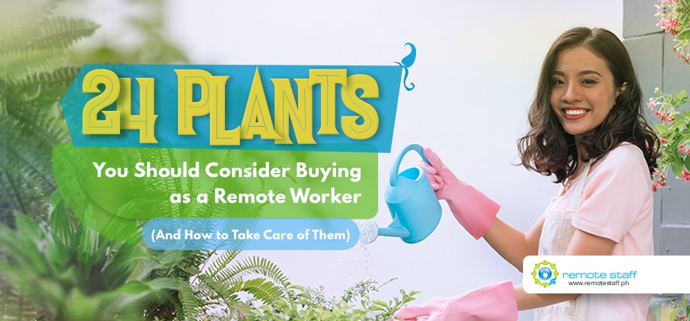 Feature-24 Plants You Should Consider Buying as a Remote Worker And How to Take Care of Them