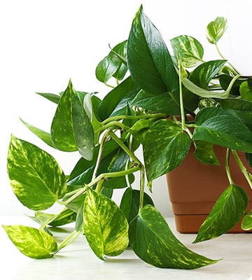 Golden Pothos