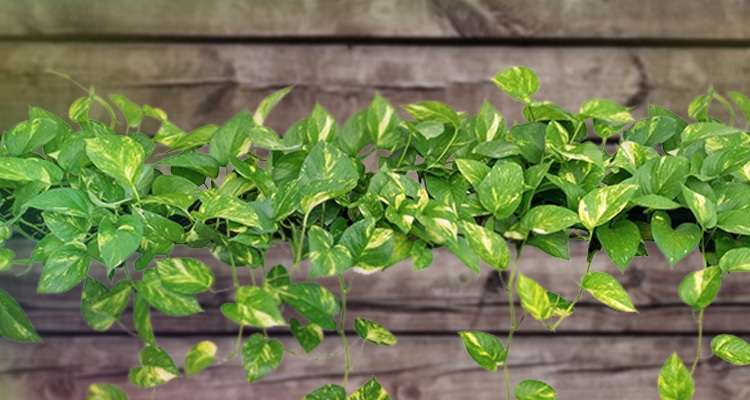 Golden Pothos