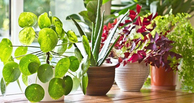 Indoor Plants