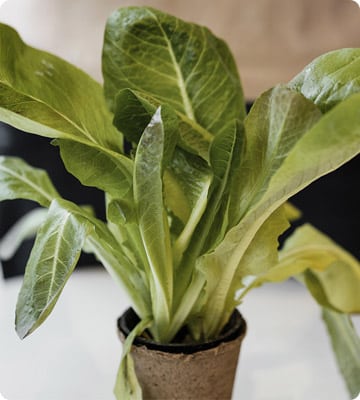 Mustard Greens