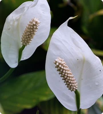 Peace Lily