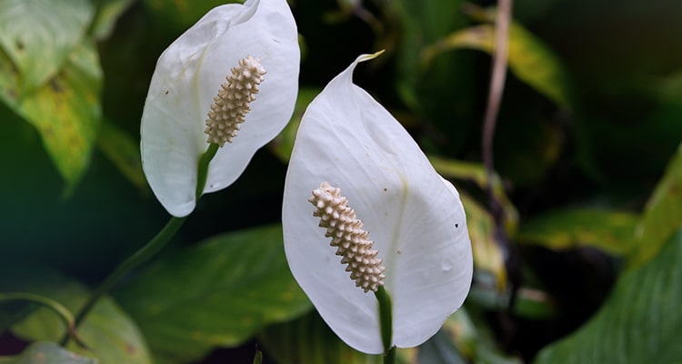 Peace Lily