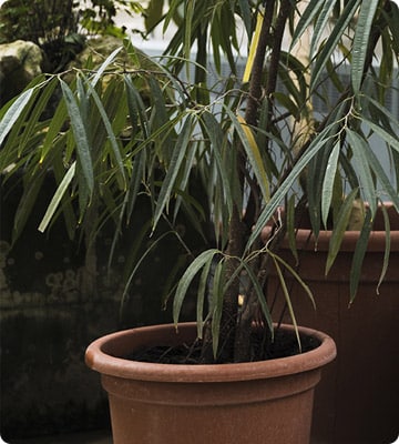 Red-Edged Dracaena