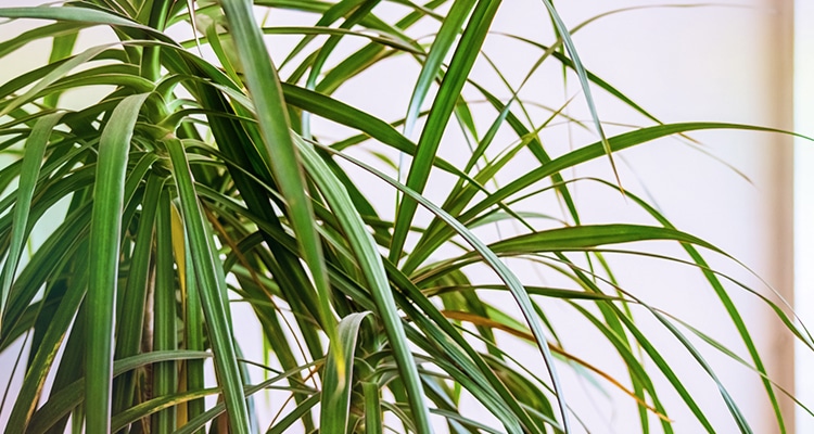 Red-edged Dracaena Leaves