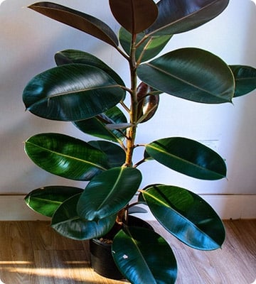 Rubber Plant