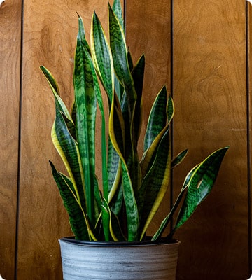 Snake Plant
