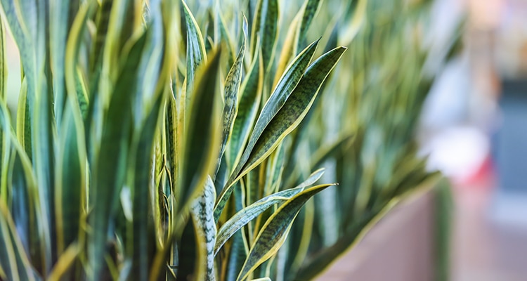 Snake Plant