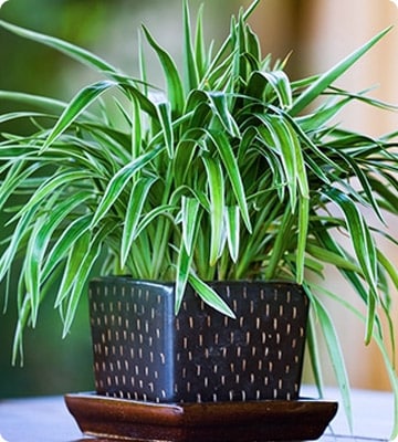 Spider Plant
