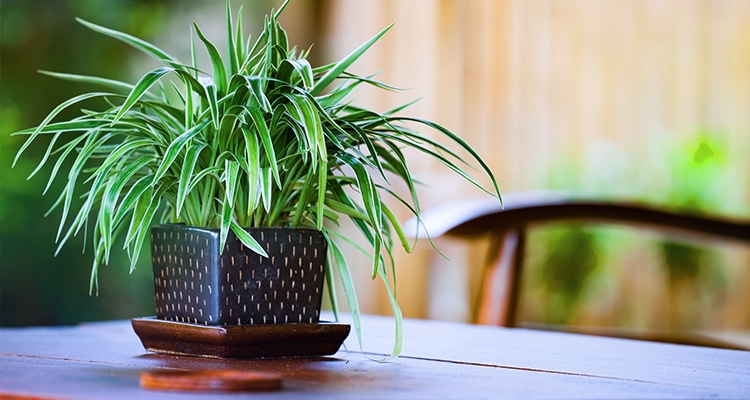 Spider Plant