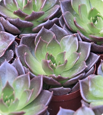 Stone Lotus Flower