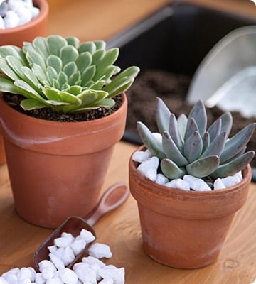 Succulents