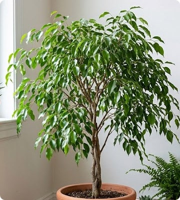 Weeping Fig