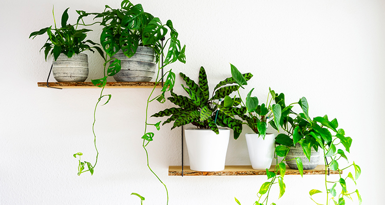 Plants Help Cool Down a Room