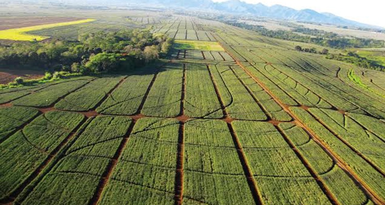 Del Monte Pineapple Plantation