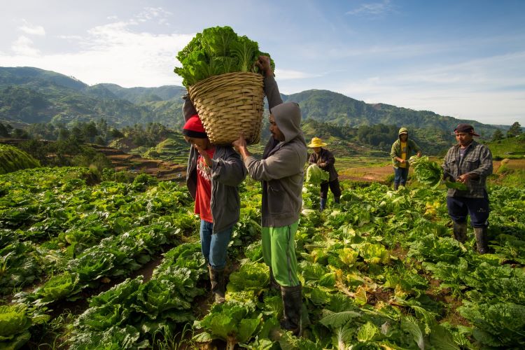 Food Basket of Mindanao