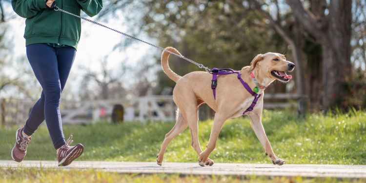 Pets Can Encourage You to Make Positive Lifestyle Changes