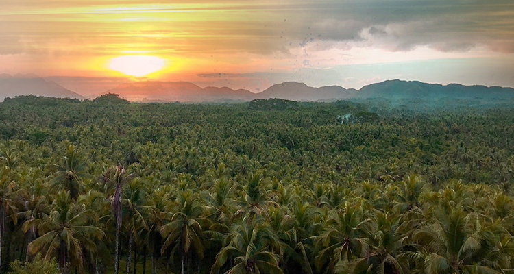 Watch the Sunrise from the Coconut Trees Viewdeck