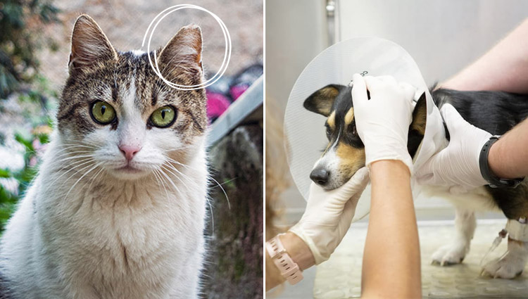 Some Shelter Animals Are Already Spayed or Neutered