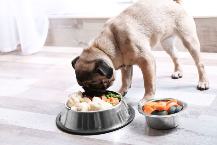 Step 3 Prioritize Your Fur Baby’s Nutrition