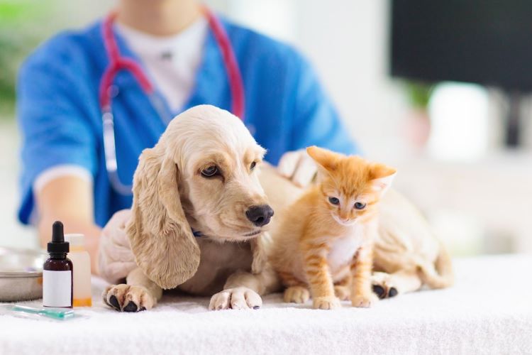 Step 5 Don’t Forget About Your Pet’s Vaccinations