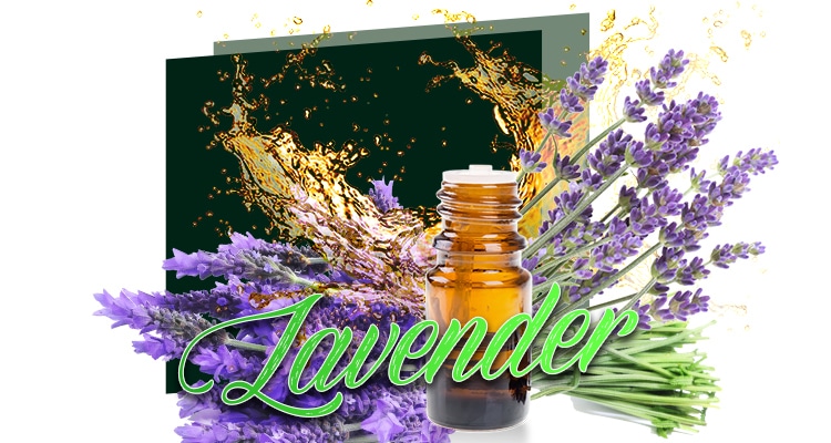 Lavender