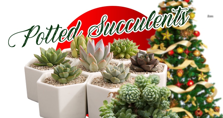 Potted Succulents